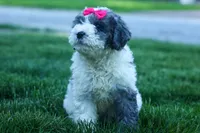 Gabby 🩷🐶, a female Cavapoo for sale in Fresno, OH – 6 of 10