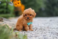 Luca, a male Cavapoo for sale in Fresno, OH – 7 of 9