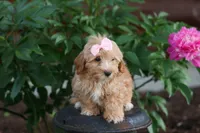 Ember 💛🐾, a female Havapoo for sale in Fresno, OH – 3 of 10