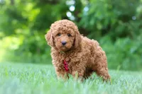 Colman, a male Goldendoodle for sale in Fresno, OH – 5 of 6