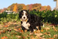 Hunter, a male Miniature Bernedoodle for sale in Fresno, OH – 4 of 6