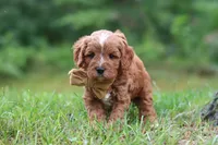 Wesley, a male Cavapoo for sale in Fresno, OH – 2 of 10
