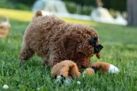 Thor🐾💙, a male Poodle - Miniature  for sale in Fresno, OH – 8 of 10