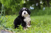 Slinky, a male Miniature Bernedoodle for sale in Fresno, OH – 6 of 8