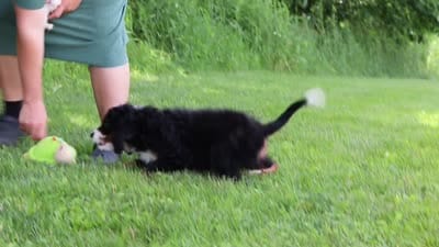 Millie, a female Miniature Bernedoodle for sale in Fresno, OH – 7 of 7