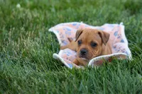 Marley 🌸🐾, a female Staffordshire Bull Terrier for sale in Fresno, OH – 2 of 10