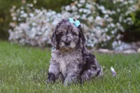 Amber, a female Newfypoo for sale in Fresno, OH – 5 of 6