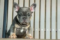 🐾 Mateo, a male French Bulldog for sale in Fresno, OH – 4 of 9