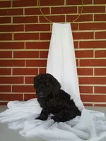 🐾 Meet Tulip – Beautiful F1B Yorkiepoo Puppy! 🐾, a female Yorkipoo for sale in Fresno, OH – 3 of 5