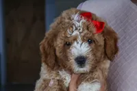 🐾 Meet Neo – F2B Mini Goldendoodle Puppy 🐾, a female Miniature Goldendoodle for sale in Fresno, OH – 7 of 9
