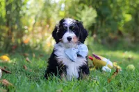Slinky, a male Miniature Bernedoodle for sale in Fresno, OH – 1 of 5