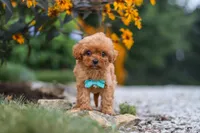Luca, a male Cavapoo for sale in Fresno, OH – 3 of 9