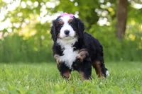 Molly, a female Miniature Bernedoodle for sale in Fresno, OH – 1 of 6