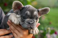 Flora Jane 🩷, a female French Bulldog for sale in Fresno, OH – 2 of 9