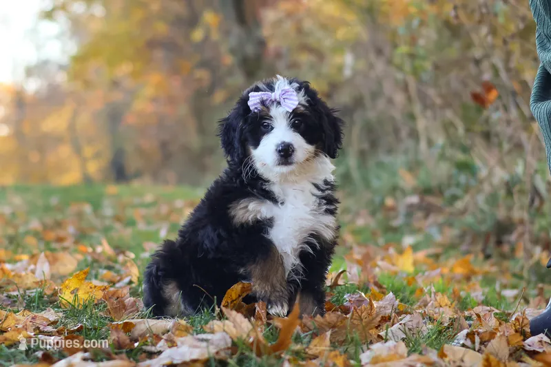 Bena – Miniature Bernedoodle puppy for sale in Fresno, OH