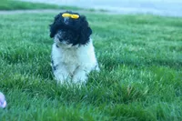 Gracie, a female Cavapoo for sale in Fresno, OH – 7 of 10