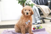 Maverick, a male Goldendoodle for sale in Fresno, OH – Photo 3 of 5