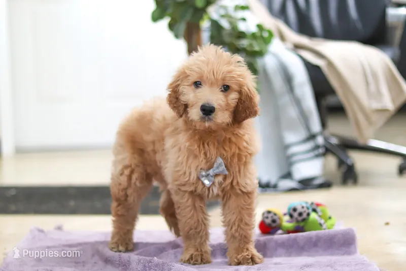 Maverick – Goldendoodle puppy for sale in Fresno, OH