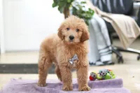 Maverick, a male Goldendoodle for sale in Fresno, OH – Photo 1 of 5