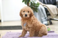 Maverick, a male Goldendoodle for sale in Fresno, OH – Photo 2 of 5