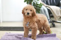 Maverick, a male Goldendoodle for sale in Fresno, OH – Photo 5 of 5