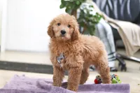 Maverick, a male Goldendoodle for sale in Fresno, OH – Photo 4 of 5