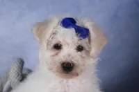 Dakota, a female Bichon Frise for sale in Fresno, OH – Photo 1 of 10