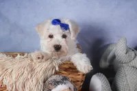 Dakota, a female Bichon Frise for sale in Fresno, OH – Photo 7 of 10