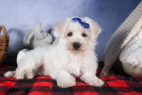 Dakota, a female Bichon Frise for sale in Fresno, OH – Photo 3 of 10