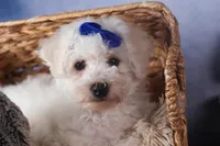 Dakota, a female Bichon Frise for sale in Fresno, OH – Photo 10 of 10