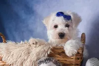 Dakota, a female Bichon Frise for sale in Fresno, OH – Photo 9 of 10