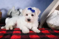 Dakota, a female Bichon Frise for sale in Fresno, OH – Photo 6 of 10