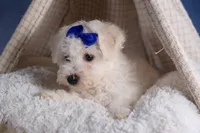 Dakota, a female Bichon Frise for sale in Fresno, OH – Photo 2 of 10