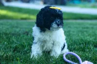 Gracie 🩷🐶, a female Cavapoo for sale in Fresno, OH – 6 of 10
