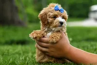 Enzo 🐶, a male Havapoo for sale in Fresno, OH – 6 of 10