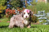 Jasmine, a female Miniature Bernedoodle for sale in Fresno, OH – 3 of 6