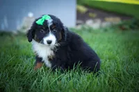 Landon🐾, a male Miniature Aussiedoodle for sale in Fresno, OH – 3 of 9
