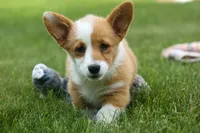 Dixie 🐶💖, a female Pembroke Welsh Corgi for sale in Fresno, OH – 1 of 10