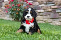 Buzz, a male Miniature Bernedoodle for sale in Fresno, OH – 4 of 9