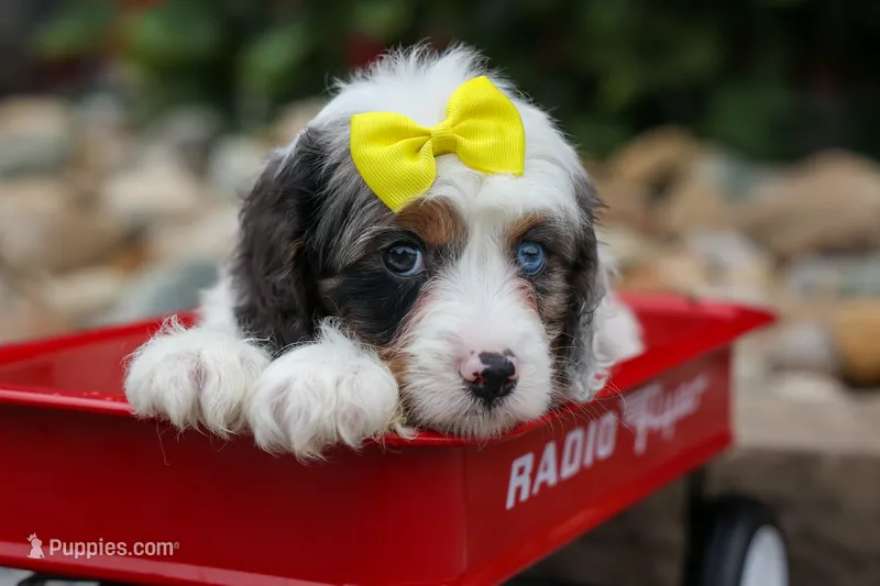   Preston🎀 – Cavapoo puppy for sale in Fresno, OH