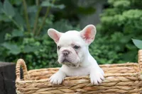 Fiona Rose🎀, a female French Bulldog for sale in Fresno, OH – 5 of 9