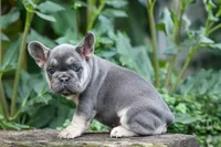 Flora Jane 🩷, a female French Bulldog for sale in Fresno, OH – 4 of 10