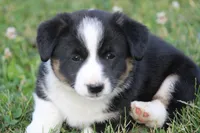 Jude🐶, a male Australian Shepherd and Pembroke Welsh Corgi for sale in Fresno, OH – 5 of 6