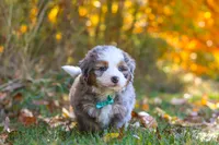 Shadow, a male Miniature Bernedoodle for sale in Fresno, OH – 3 of 7