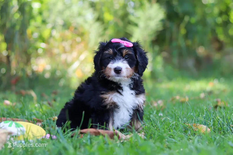 Jannet – Miniature Bernedoodle puppy for sale in Fresno, OH