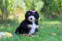 Jannet, a female Miniature Bernedoodle for sale in Fresno, OH – 1 of 6