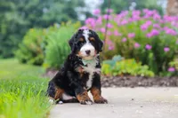 Brandon, a male Miniature Bernedoodle for sale in Fresno, OH – 4 of 6