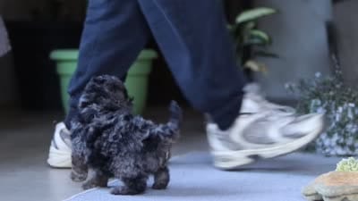Carter, a male Poodle - Miniature  for sale in Fresno, OH – 6 of 6