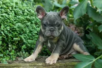 🐾 Mateo, a male French Bulldog for sale in Fresno, OH – 5 of 9