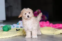 Brodie, a male Havapoo for sale in Fresno, OH – 5 of 7